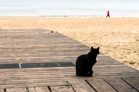 black cat on the boardwalk on the beach