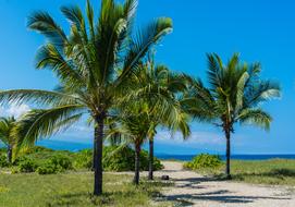 Beautiful and colorful shore of Hawaii, with palm trees and other plants, in sunlight, under the blue sky with clouds