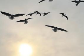 Birds on sky at Flight