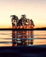 Trees at Sunset Dusk