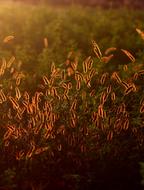 Beautiful and colorful plants in sunset