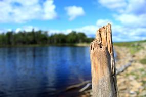 driftwood on the beach near the lake on a blurred background