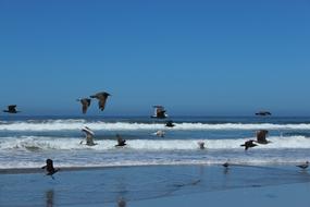 Seagulls on Ocean Beach