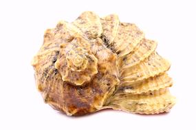 seashell with spiral pattern on white background