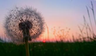 Close-up of the beautiful dandelion flower, among the grass, on the meadow, at colorful and beautiful, gradient sunset