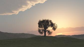 tree twilight evening sun