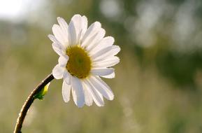 Yellow white Daisy Flower