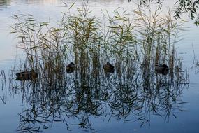 ducks in reed thickets at dusk