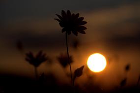 Flower Shadows