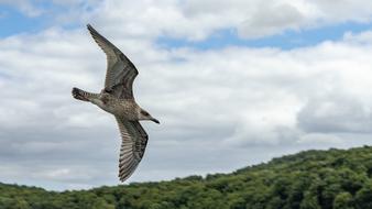 Seagull Sea Flying bird