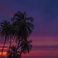 dark Palm trees silhouettes at deep purple sky