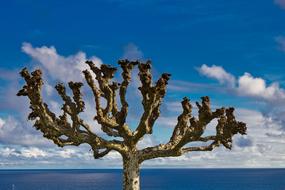 exotic tree on the azores beach