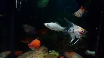 colors Aquarium Fish Underwater