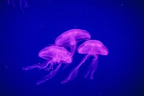 Jellyfish in Ocean Sea