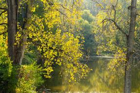 trees, forest by the pond