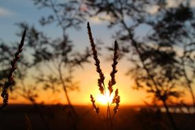 twilight in nature in a blurred background