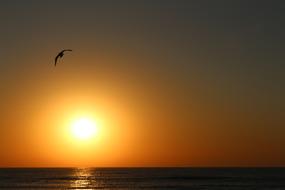 bird and Sunrise Water