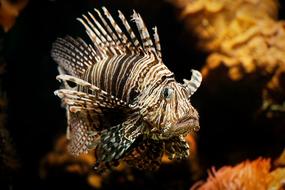 Lionfish Aquarium Coral fish