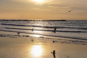 bird Coast Sunset