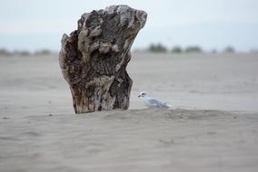 Seagull on sand Beach in France