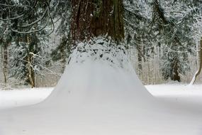 Winter Snow Cold forest