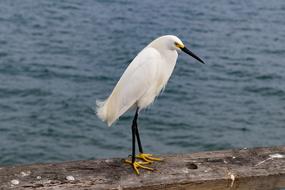 Waters Bird Nature
