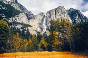 forest Yosemite National Park ,California