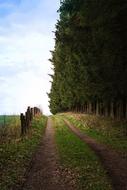 forest road along the field