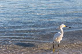 Beautiful and cute, white and yellow heron bird in the water with ripple, in sunlight