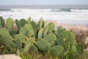 Cactus Beach Nature