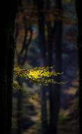 Autumn Forest Leaves on trees