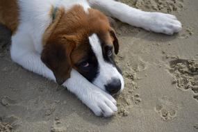 dog lying on the beach