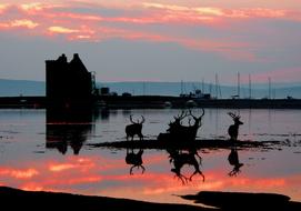 Beautiful coast of Isle of Arran, with silhouettes, in Lochranza, at colorful and beautiful sunset