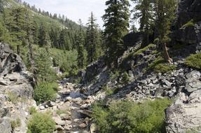 pine trees on rocky slopes near a lake in california