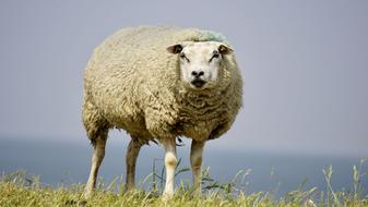 Cute and beautiful, fluffy sheep, on the green grass meadow