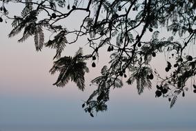 Tree branches Silhouette at Sunset