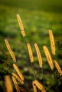 Nature Grass Landscape