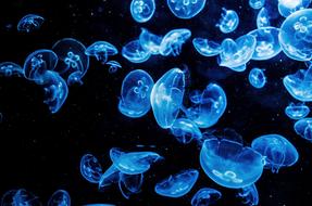 Animal Aquarium Aquatic