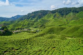 Tea Field Plant Tiny