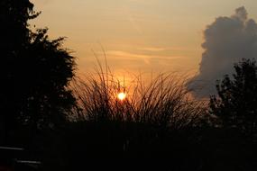 Silhouettes of the plants, at beautiful and colorful sunset