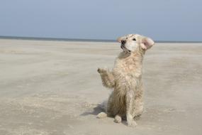 Cute, colorful and beautiful, fluffy Golden Retriever dog on the sandy beach