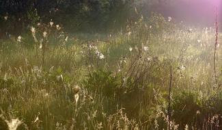 Grass Cobweb Rosa