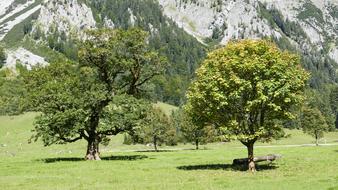 green trees in the meadow with mountains in the background
