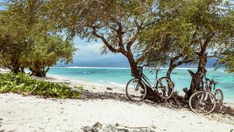 bicycles near trees on bali beach