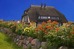 village house with Thatched roof among flowers, germany, RÃ¼gen Island