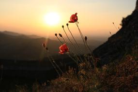 MarvÃ£o Portugal Poppy