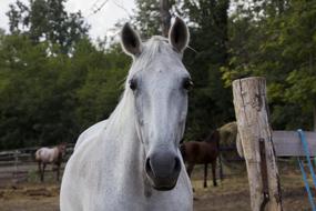 Hungary Horse Farm