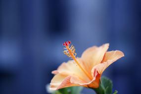 Close-up of the beautiful, blossoming, orange, red and yellow hibiscus flower, at blurred background