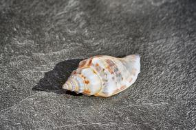 Shell Close Up Snail