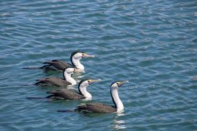 flock of wild birds in the sea